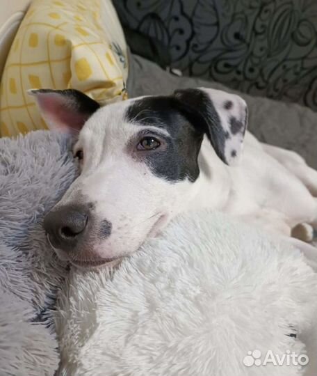 Собака в добрые руки