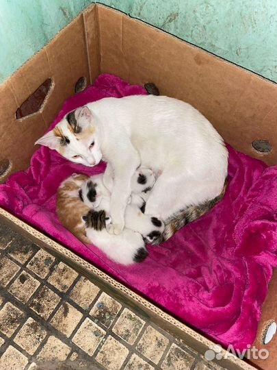Кошка и котята