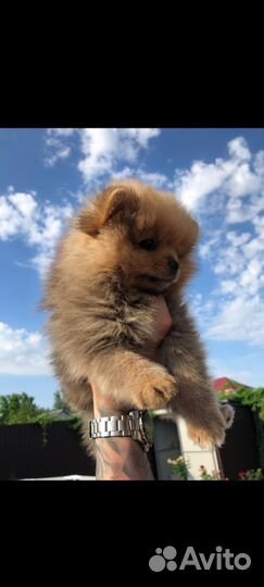 Шпиц девочка,мальчик