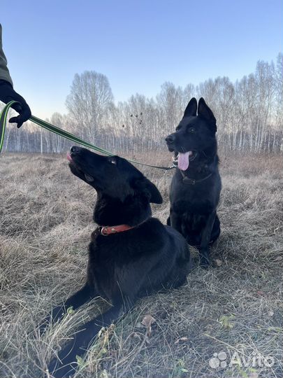 Щенки черной немецкой чистокровной овчарки
