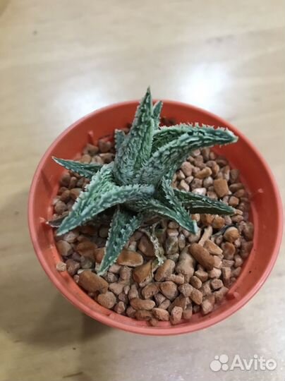 Толстянка и сортовое алое