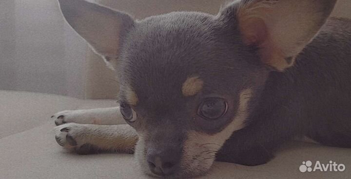 Вязка кобель чихуахуа