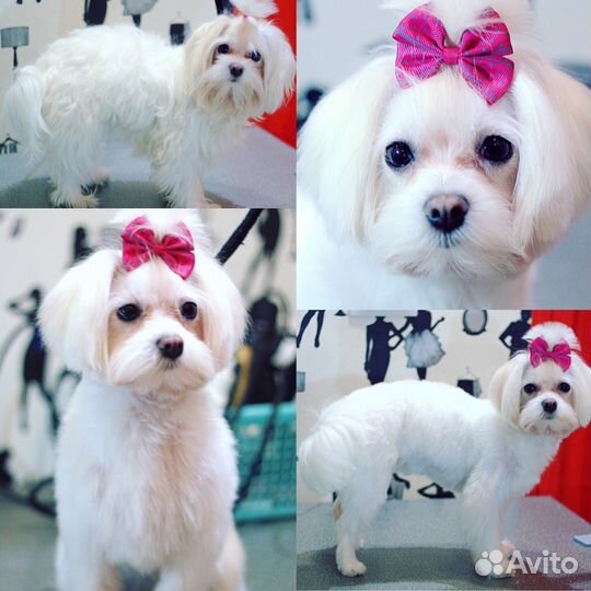 Стрижка собак, Груминг