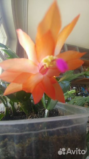 Декабрист шлюмбергера усечённая