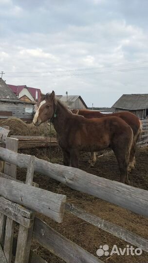 Продам лошадь