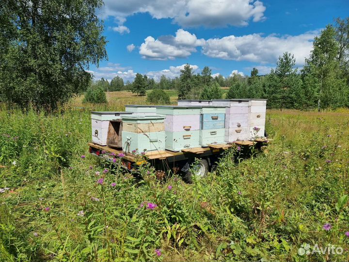 Башкирский мёд разнотравие