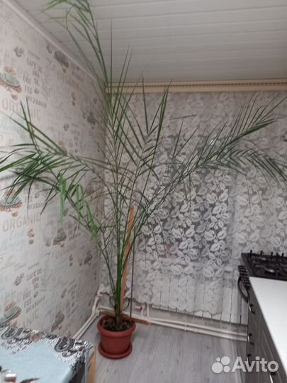 Финиковая пальма