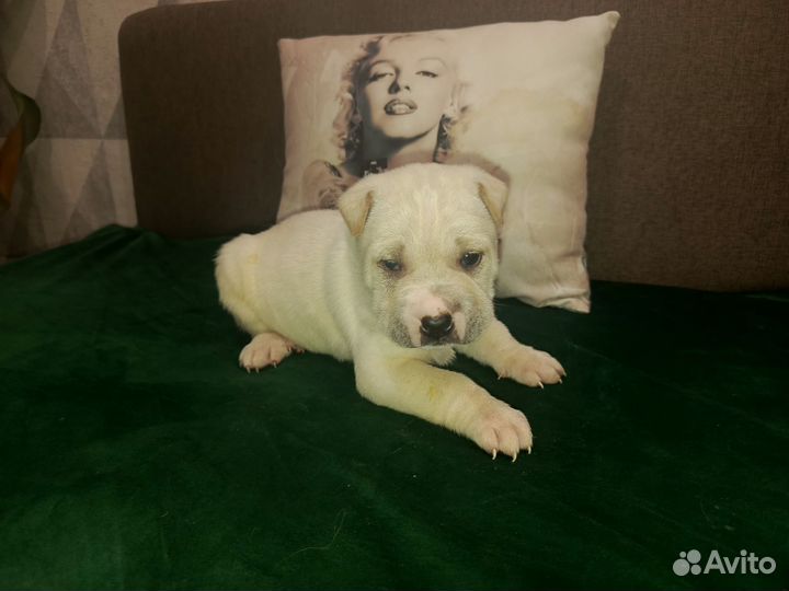 Щенки шарпея