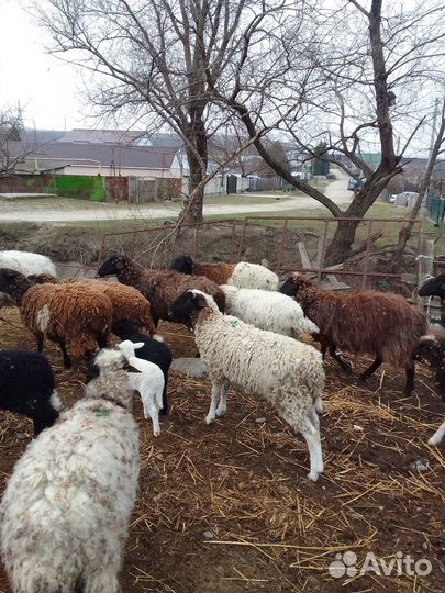 Овцы, бараны, ягнята