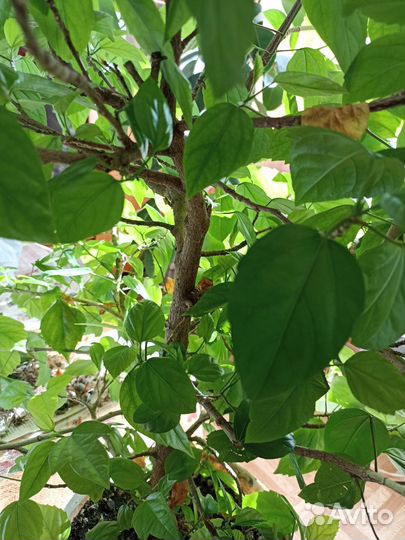 Гибискус китайская роза