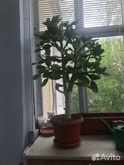 Кактус дерево бразилиопунция