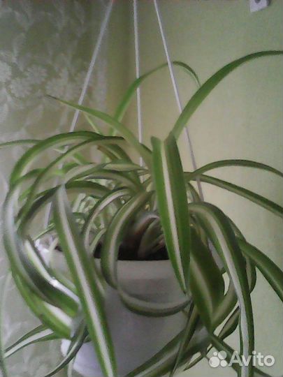 Неприхотливые комнатные растения