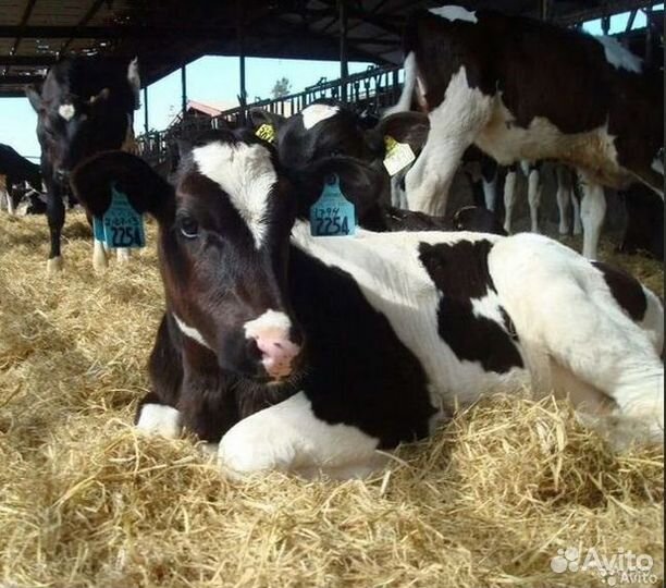 Бычки и телята от месяца