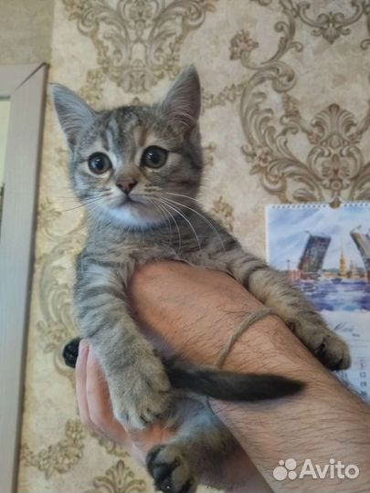 Кошки в добрые руки