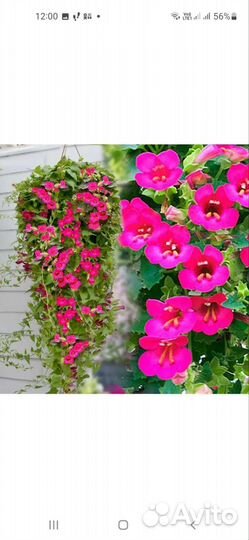 Укоренившиеся черенки лофосспермум