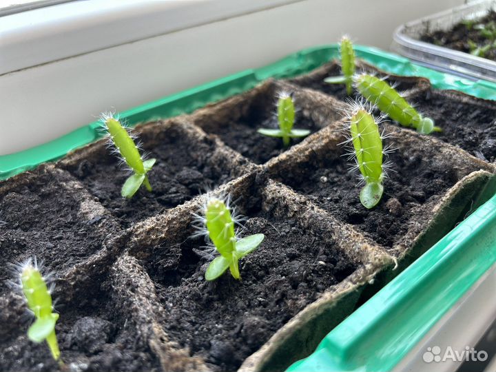 Ростки питахайя (драконий фрукт) кактус