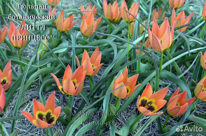 Тюльпаны ботанические (первоцветы)