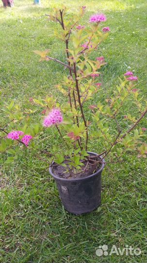 Декоративные кустарники и сортовые лилейники