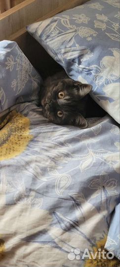 Шотландский кот вязка