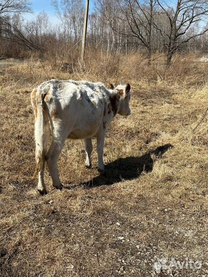Продам корову и стельную телку