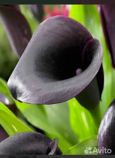 Каллы сортовые цветущие