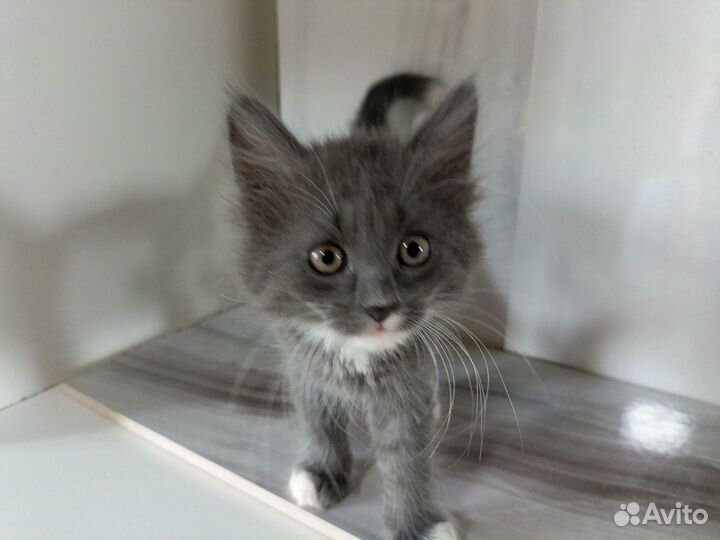 Котята отдам бесплатно