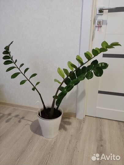 Продам цветы комнатные