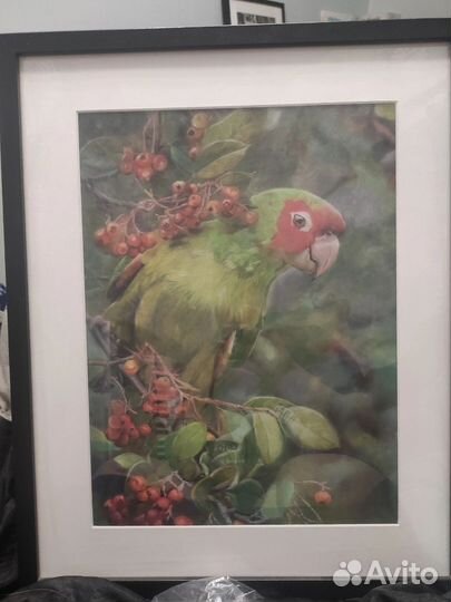 Картина на холсте Попугай