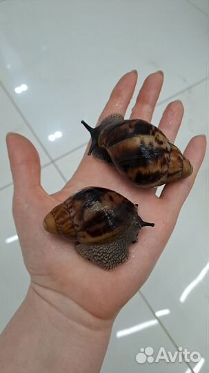 Улитка архахатина маргината, мох, сепия