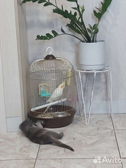 Клетка для птиц бу