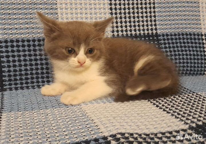 Котенок в добрые руки