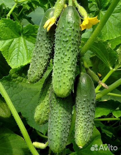 Семена огурцов