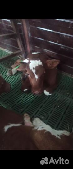 Телочки бычки