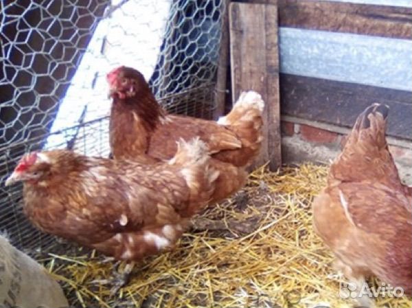 Куры к дому