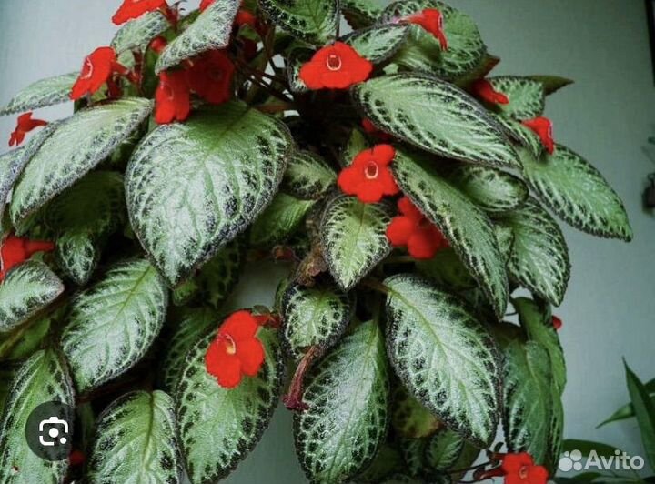 Эписция красная