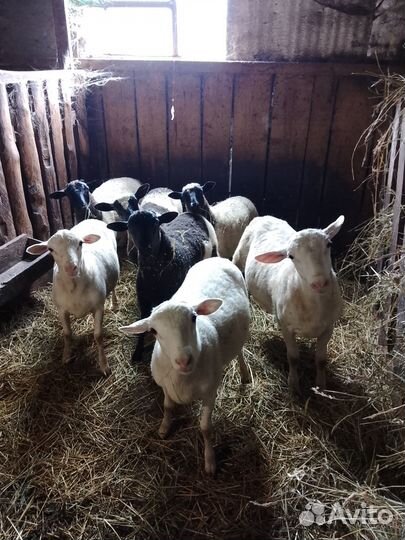 Бараны дорпер, катумские