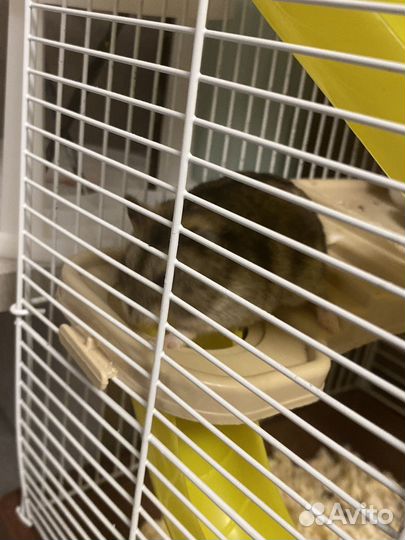 Джунгарский хомяк