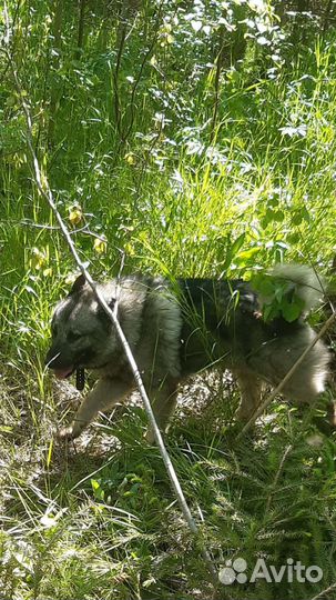 Дрессировка собак с передержкой