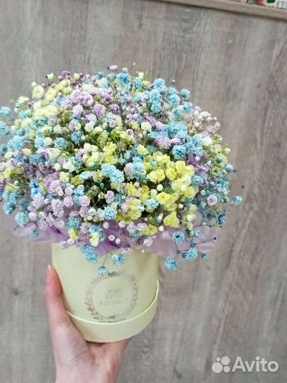 Радужная гипсофила