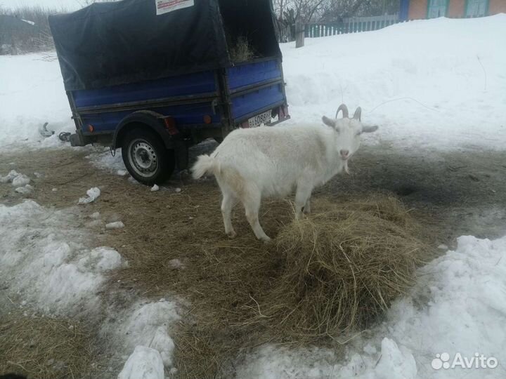 Козы, бараны