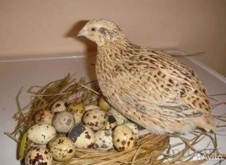 Инкубационное яйцо перепелов