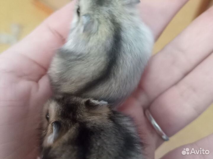 Джунгарский хомяк