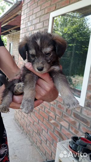 Щенки в добрые руки