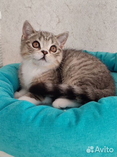 Скоттиш страйт котята