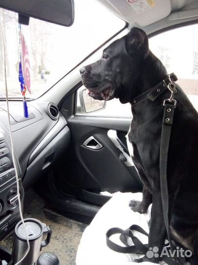 Мальчик кане корсо ищет девочку для вязки