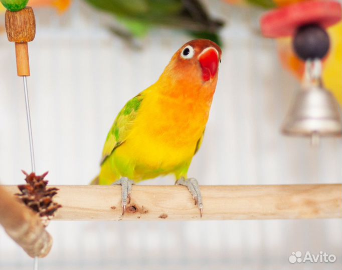 Неразлучники птенчики