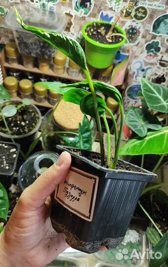 Эпипремнум Годзилла