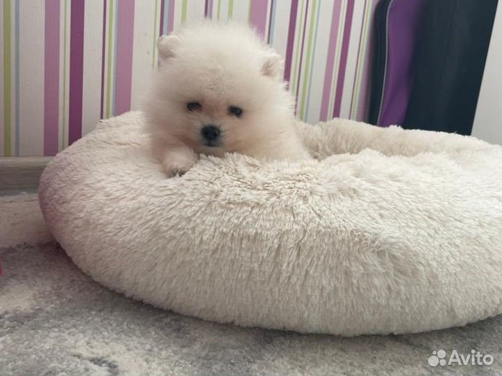 Кремовые медвежата