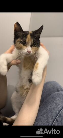 Кошка-крошка в добрые руки