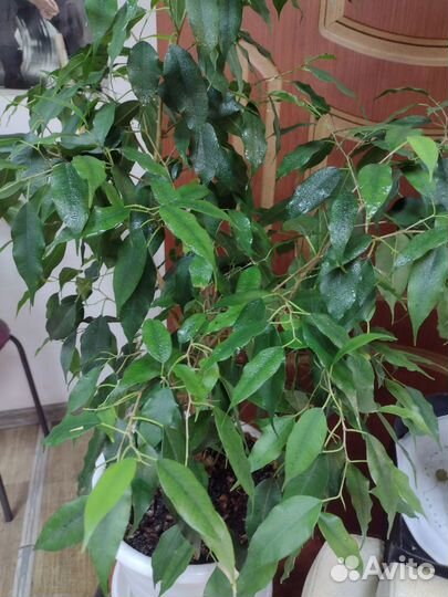Фикус Бенджамина